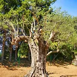 度假居 Mas Provencal Climatise A 10min A Pied De La 滨海圣西尔